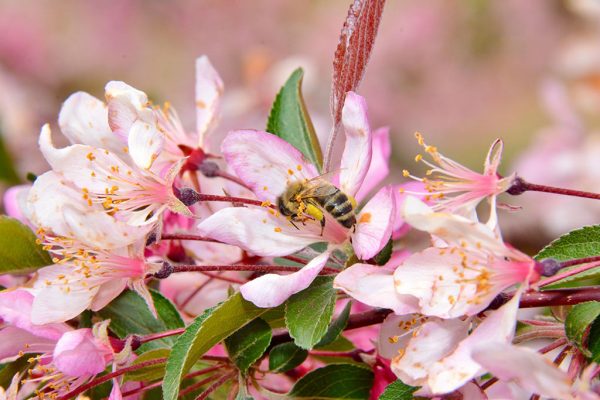 Edesia-Bee-on-Blossom-Cox-2017-600x400