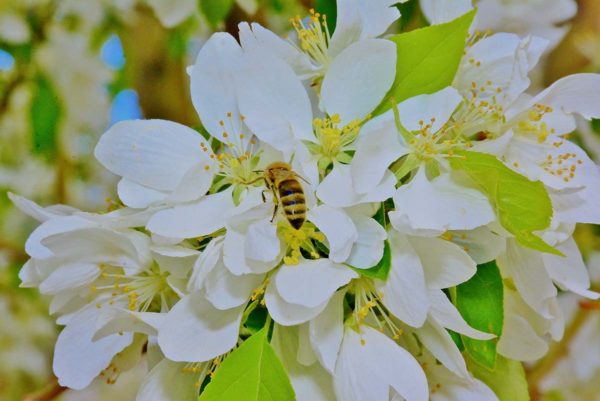 Edesia-Honeybee-on-blossom-WCI-600x401